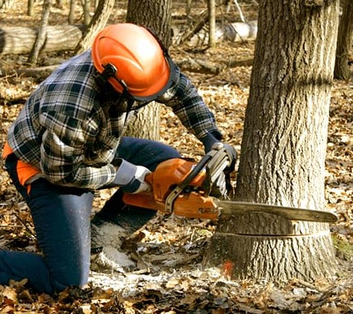 Tree Removal in Ithaca, NE